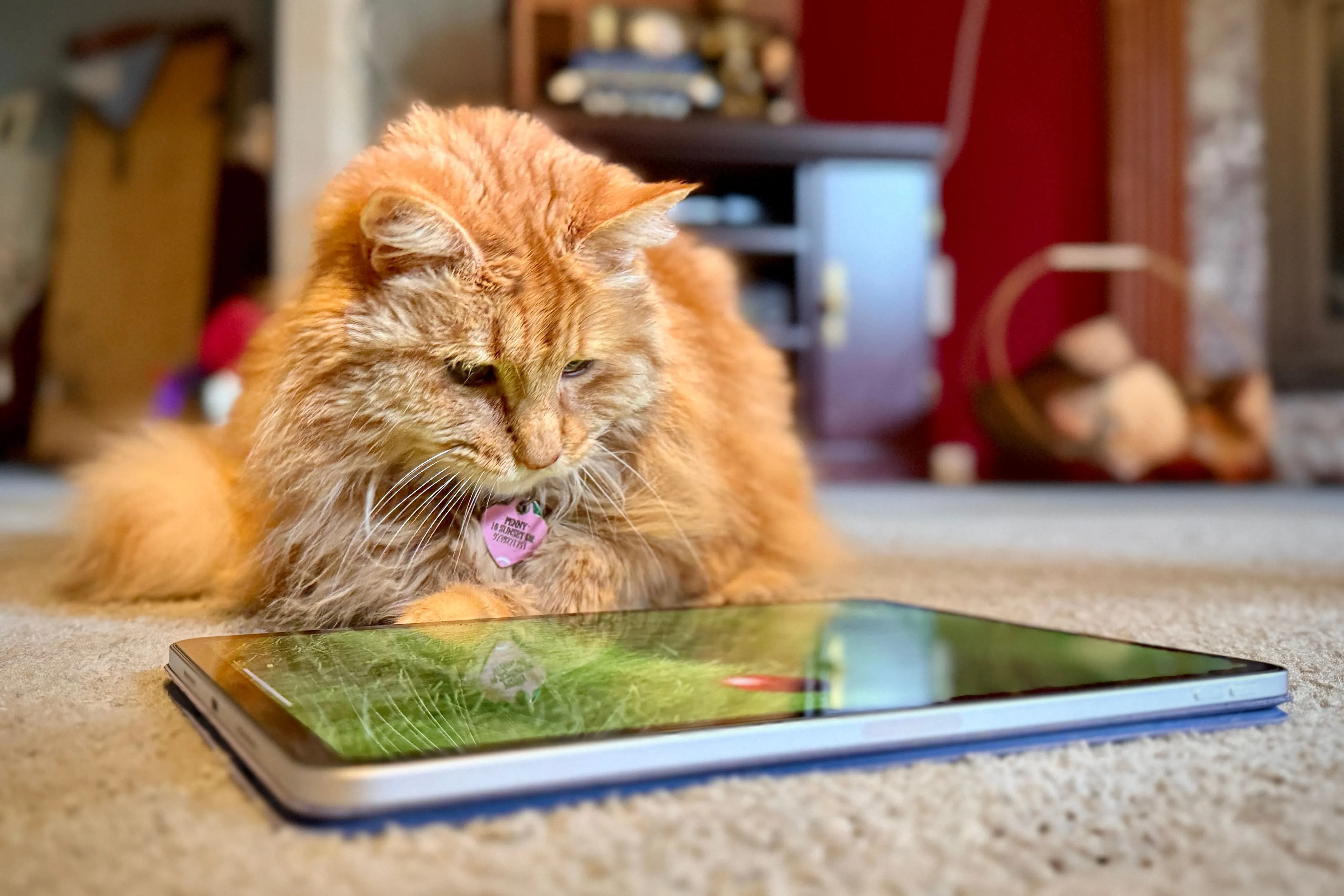 Chú mèo mướp màu cam đang tương tác với game Cat Games trên iPad Pro