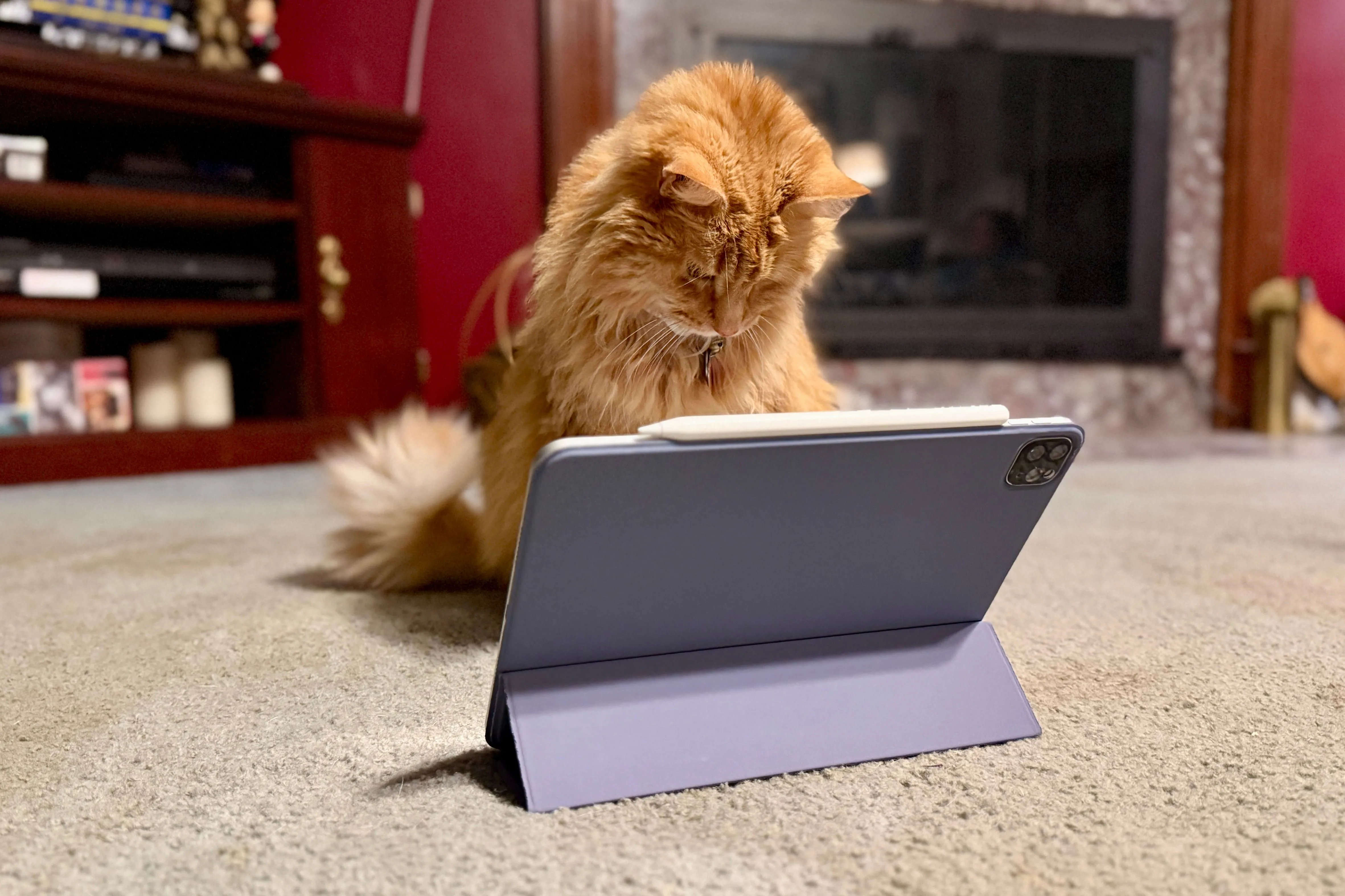 Mèo mướp màu cam chăm chú nhìn vào màn hình iPad Pro, thể hiện sự tò mò