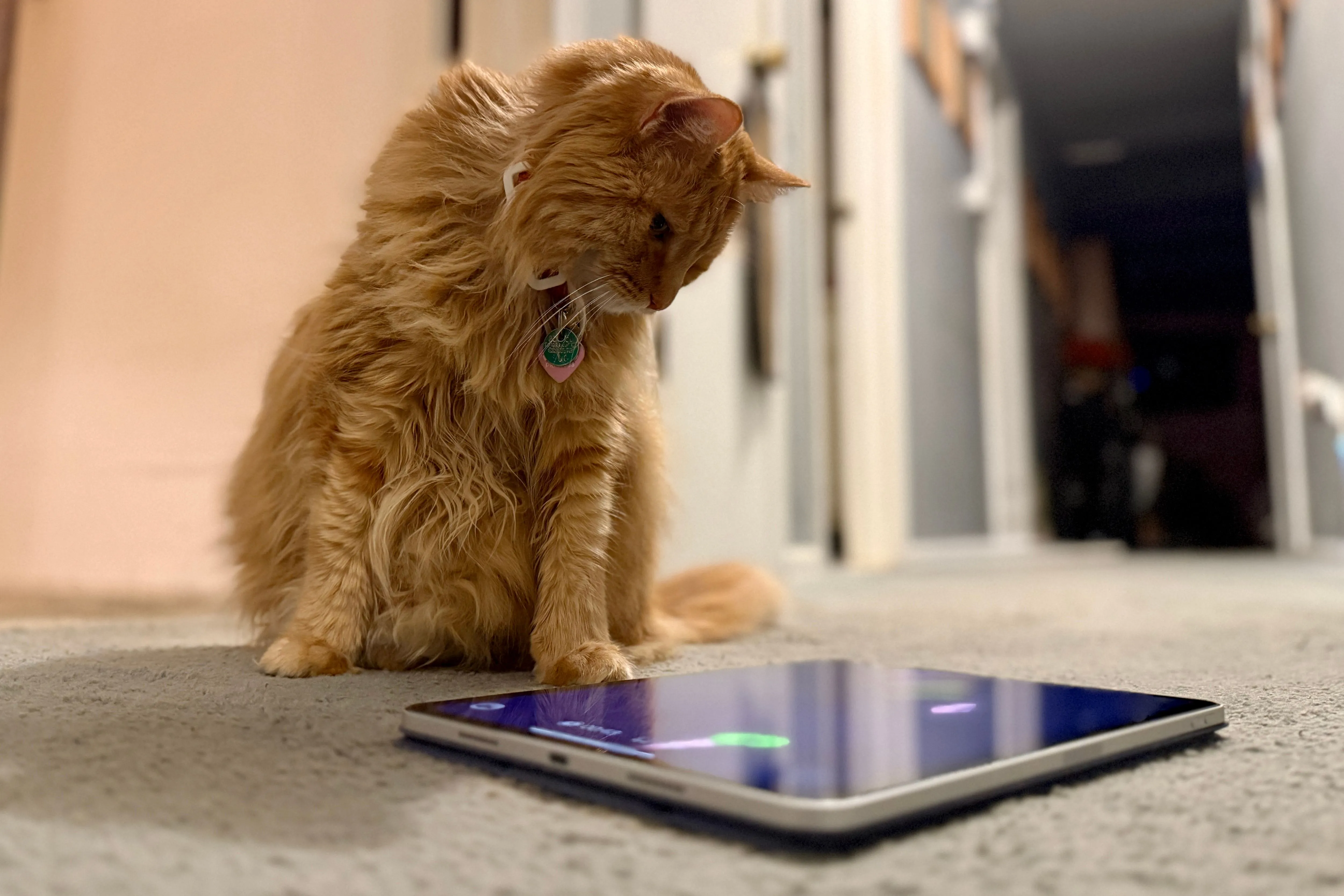 Mèo mướp màu cam đang tập trung chơi game Cat Fishing 2 trên iPad Pro