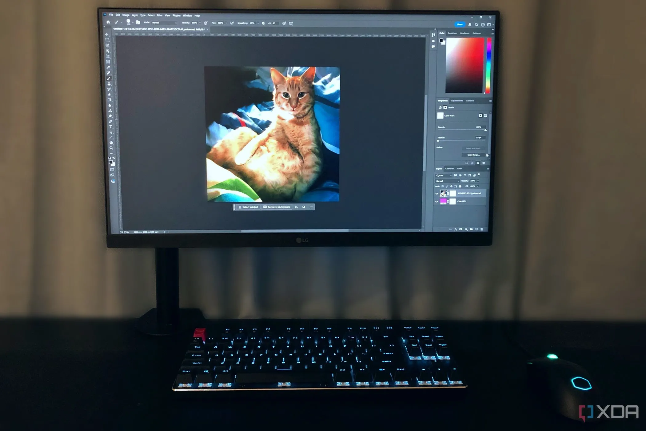 Chỉnh sửa hình ảnh một chú mèo trên Photoshop qua máy tính để bàn, thể hiện quy trình làm việc và các công cụ được áp dụng.